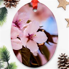 Three Sakura Flowers Ornament (oval) by FunnyCow