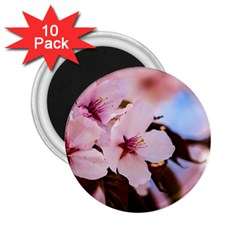 Three Sakura Flowers 2 25  Magnets (10 Pack)  by FunnyCow