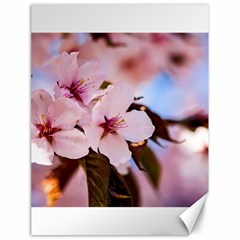 Three Sakura Flowers Canvas 18  X 24   by FunnyCow