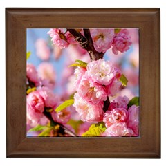 Flowering Almond Flowersg Framed Tiles by FunnyCow