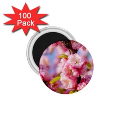 Flowering Almond Flowersg 1 75  Magnets (100 Pack)  by FunnyCow