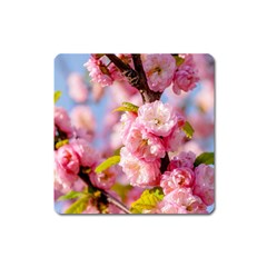 Flowering Almond Flowersg Square Magnet by FunnyCow