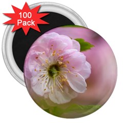 Single Almond Flower 3  Magnets (100 Pack) by FunnyCow