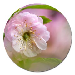 Single Almond Flower Magnet 5  (round) by FunnyCow