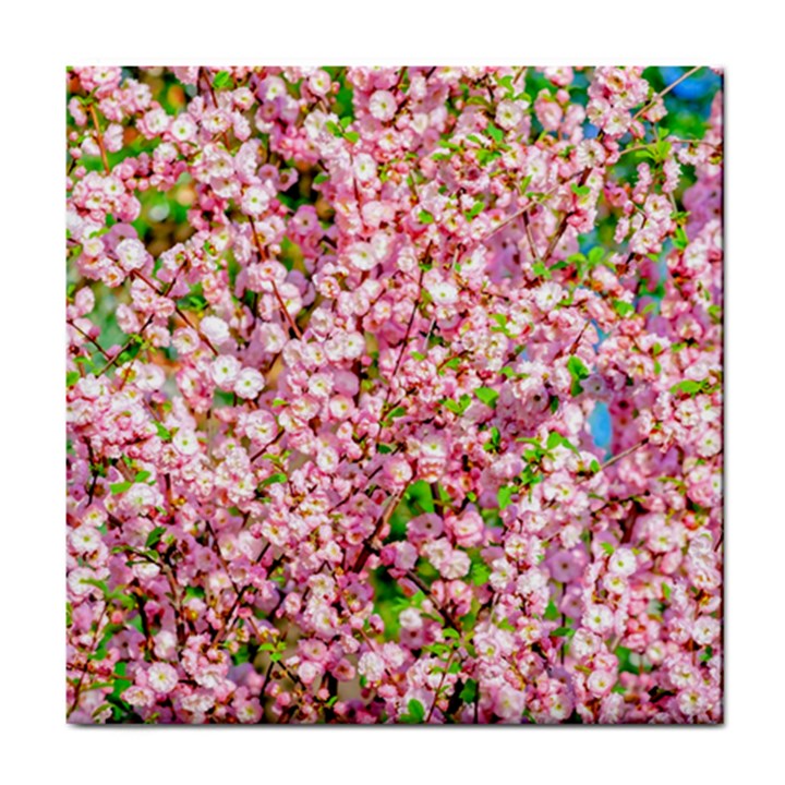 Almond Tree In Bloom Tile Coasters