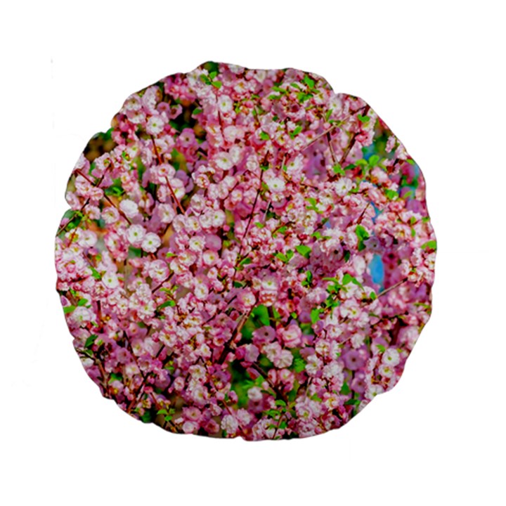 Almond Tree In Bloom Standard 15  Premium Round Cushions