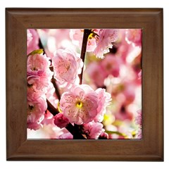 Blooming Almond At Sunset Framed Tiles by FunnyCow