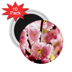 Blooming Almond At Sunset 2 25  Magnets (10 Pack)  by FunnyCow