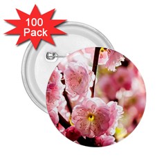 Blooming Almond At Sunset 2 25  Buttons (100 Pack)  by FunnyCow