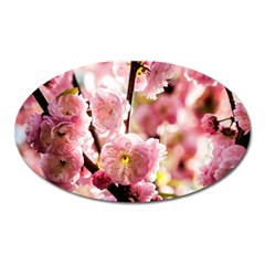 Blooming Almond At Sunset Oval Magnet by FunnyCow