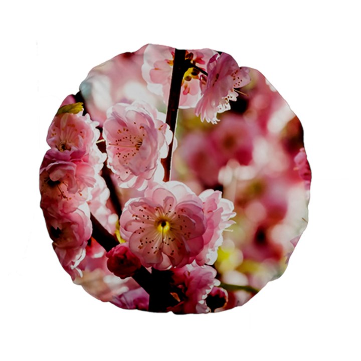 Blooming Almond At Sunset Standard 15  Premium Flano Round Cushions