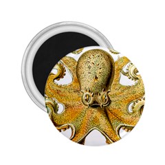 Gold Octopus 2.25  Magnets