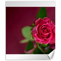 Rose 693152 1920 Canvas 8  X 10  by vintage2030