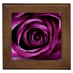 Plant Rose Flower Petals Nature Framed Tiles by Sapixe