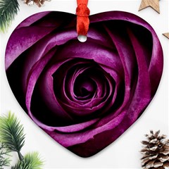 Plant Rose Flower Petals Nature Ornament (heart) by Sapixe