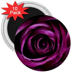 Plant Rose Flower Petals Nature 3  Magnets (10 Pack)  by Sapixe