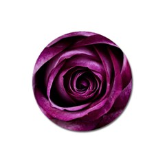 Plant Rose Flower Petals Nature Magnet 3  (round) by Sapixe