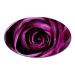 Plant Rose Flower Petals Nature Oval Magnet Front