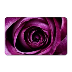 Plant Rose Flower Petals Nature Magnet (rectangular) by Sapixe