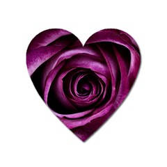 Plant Rose Flower Petals Nature Heart Magnet by Sapixe