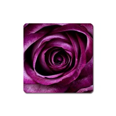 Plant Rose Flower Petals Nature Square Magnet by Sapixe