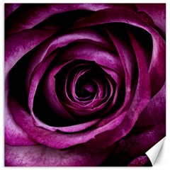 Plant Rose Flower Petals Nature Canvas 16  X 16 