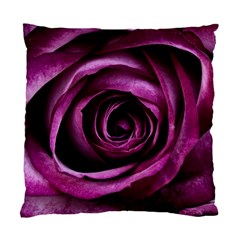 Plant Rose Flower Petals Nature Standard Cushion Case (two Sides)