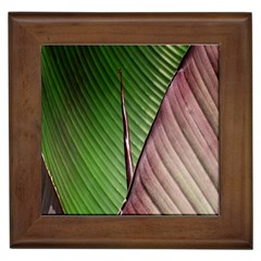 Leaf Banana Leaf Greenish Lines Framed Tiles by Sapixe