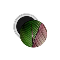 Leaf Banana Leaf Greenish Lines 1 75  Magnets by Sapixe