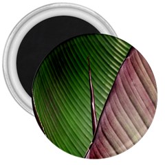 Leaf Banana Leaf Greenish Lines 3  Magnets by Sapixe