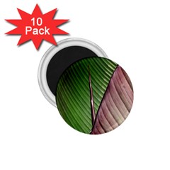 Leaf Banana Leaf Greenish Lines 1 75  Magnets (10 Pack)  by Sapixe