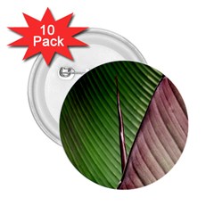 Leaf Banana Leaf Greenish Lines 2 25  Buttons (10 Pack)  by Sapixe