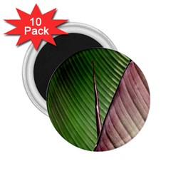 Leaf Banana Leaf Greenish Lines 2 25  Magnets (10 Pack)  by Sapixe