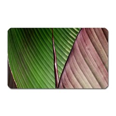 Leaf Banana Leaf Greenish Lines Magnet (rectangular) by Sapixe