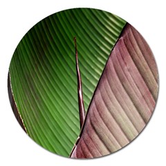 Leaf Banana Leaf Greenish Lines Magnet 5  (round) by Sapixe