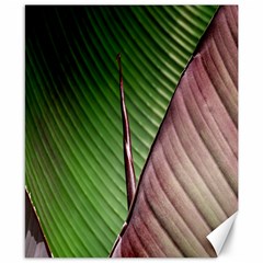 Leaf Banana Leaf Greenish Lines Canvas 8  X 10  by Sapixe