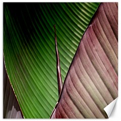 Leaf Banana Leaf Greenish Lines Canvas 12  X 12  by Sapixe