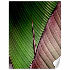 Leaf Banana Leaf Greenish Lines Canvas 12  X 16  by Sapixe