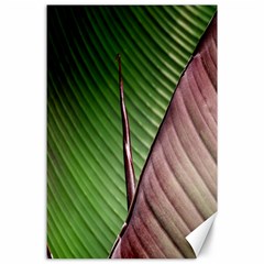 Leaf Banana Leaf Greenish Lines Canvas 24  X 36  by Sapixe