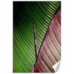 Leaf Banana Leaf Greenish Lines Canvas 24  x 36  23.35 x34.74  Canvas - 1