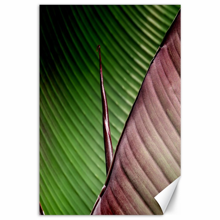 Leaf Banana Leaf Greenish Lines Canvas 24  x 36 