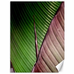 Leaf Banana Leaf Greenish Lines Canvas 36  X 48  by Sapixe