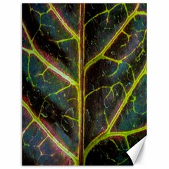 Leaf Abstract Nature Design Plant Canvas 18  X 24  by Sapixe