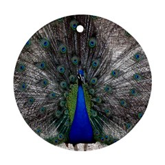 Peacock Bird Animals Pen Plumage Ornament (round) by Sapixe