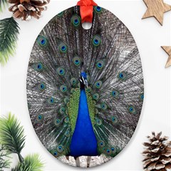 Peacock Bird Animals Pen Plumage Ornament (oval) by Sapixe