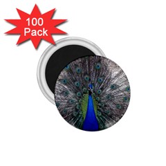 Peacock Bird Animals Pen Plumage 1 75  Magnets (100 Pack)  by Sapixe