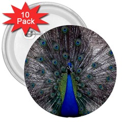 Peacock Bird Animals Pen Plumage 3  Buttons (10 Pack)  by Sapixe