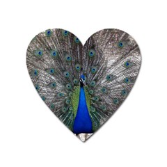 Peacock Bird Animals Pen Plumage Heart Magnet by Sapixe