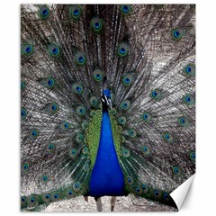 Peacock Bird Animals Pen Plumage Canvas 8  X 10  by Sapixe