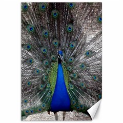 Peacock Bird Animals Pen Plumage Canvas 12  X 18  by Sapixe